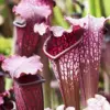 Sarracenia Purpurea Seeds, Purple, 25 Pcs, Outdoor Garden, Unique Pitcher Plant