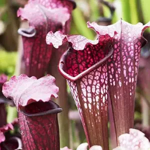 Sarracenia Purpurea Seeds, Purple, 25 Pcs, Outdoor Garden, Unique Pitcher Plant