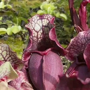 Sarracenia Purpurea Seeds, Purple, 25 Pcs, Outdoor Garden, Unique Pitcher Plant