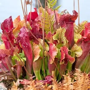 Sarracenia Purpurea Seeds, Purple, 25 Pcs, Outdoor Garden, Unique Pitcher Plant