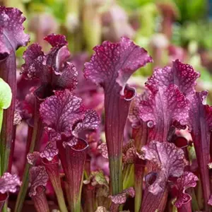 Sarracenia Purpurea Seeds, Purple, 25 Pcs, Outdoor Garden, Unique Pitcher Plant