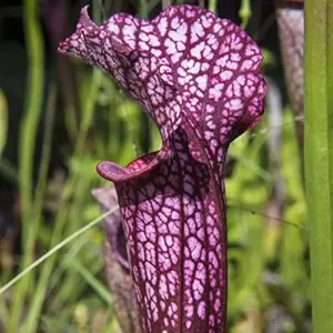 Sarracenia Purpurea Seeds, Purple, 25 Pcs, Outdoor Garden, Unique Pitcher Plant
