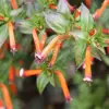 Scarlet Cuphea Ignea Seeds, 15 Pcs, Deer Resistant, Perennial Annual Flower Seeds, Potted Garden Plant, Attracts Pollinators