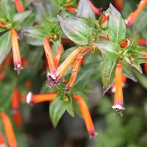 Scarlet Cuphea Ignea Seeds, 15 Pcs, Deer Resistant, Perennial Annual Flower Seeds, Potted Garden Plant, Attracts Pollinators