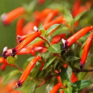 Scarlet Cuphea Ignea Seeds, 15 Pcs, Deer Resistant, Perennial Annual Flower Seeds, Potted Garden Plant, Attracts Pollinators