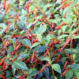 Scarlet Cuphea Ignea Seeds, 15 Pcs, Deer Resistant, Perennial Annual Flower Seeds, Potted Garden Plant, Attracts Pollinators