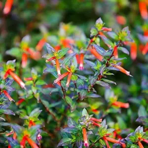 Scarlet Cuphea Ignea Seeds, 15 Pcs, Deer Resistant, Perennial Annual Flower Seeds, Potted Garden Plant, Attracts Pollinators