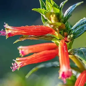Scarlet Cuphea Ignea Seeds, 15 Pcs, Deer Resistant, Perennial Annual Flower Seeds, Potted Garden Plant, Attracts Pollinators