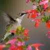 Scarlet Sage Seeds Salvia Coccinea Lady in Red - 50+ Bright Red Blooms Attract Hummingbirds