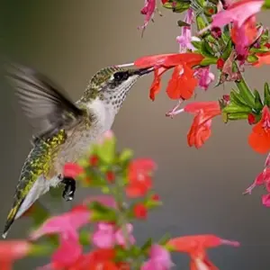 Scarlet Sage Seeds Salvia Coccinea Lady in Red - 50+ Bright Red Blooms Attract Hummingbirds