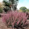 Scotch Heather Seeds Calluna Vulgaris Evergreen Shrub, 100 Pcs, Mauve Purple White, GMO Free for Patios & Rock Gardens