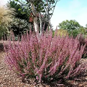 Scotch Heather Seeds Calluna Vulgaris Evergreen Shrub, 100 Pcs, Mauve Purple White, GMO Free for Patios & Rock Gardens