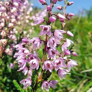 Scotch Heather Seeds Calluna Vulgaris Evergreen Shrub, 100 Pcs, Mauve Purple White, GMO Free for Patios & Rock Gardens