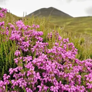 Scotch Heather Seeds Calluna Vulgaris Evergreen Shrub, 100 Pcs, Mauve Purple White, GMO Free for Patios & Rock Gardens