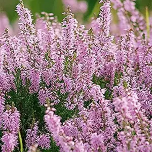Scotch Heather Seeds Calluna Vulgaris Evergreen Shrub, 100 Pcs, Mauve Purple White, GMO Free for Patios & Rock Gardens