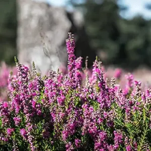 Scotch Heather Seeds Calluna Vulgaris Evergreen Shrub, 100 Pcs, Mauve Purple White, GMO Free for Patios & Rock Gardens