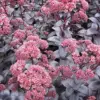 Sedum Seeds Emperor's Wave Stonecrop Perennial Deer Resistant Pink Purple 10 Pcs