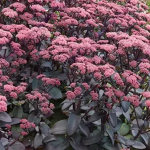Sedum Seeds Emperor's Wave Stonecrop Perennial Deer Resistant Pink Purple 10 Pcs