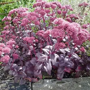 Sedum Seeds Emperor's Wave Stonecrop Perennial Deer Resistant Pink Purple 10 Pcs