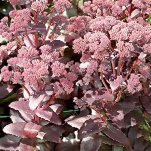 Sedum Seeds Emperor's Wave Stonecrop Perennial Deer Resistant Pink Purple 10 Pcs