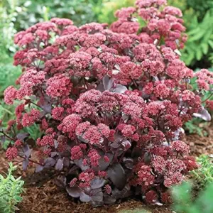 Sedum Seeds Emperor's Wave Stonecrop Perennial Deer Resistant Pink Purple 10 Pcs