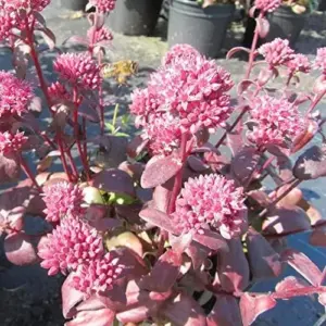 Sedum Seeds Emperor's Wave Stonecrop Perennial Deer Resistant Pink Purple 10 Pcs