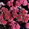 Sedum Seeds Showy Stonecrop Perennial Flowers 50Pcs - Deer Resistant, Drought Tolerant, Attracts Pollinators