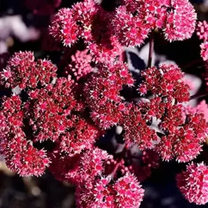 Sedum Seeds Showy Stonecrop Perennial Flowers 50Pcs - Deer Resistant, Drought Tolerant, Attracts Pollinators