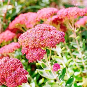 Sedum Seeds Showy Stonecrop Perennial Flowers 50Pcs - Deer Resistant, Drought Tolerant, Attracts Pollinators