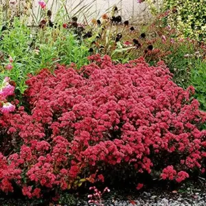 Sedum Seeds Showy Stonecrop Perennial Flowers 50Pcs - Deer Resistant, Drought Tolerant, Attracts Pollinators