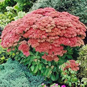 Sedum Seeds Showy Stonecrop Perennial Flowers 50Pcs - Deer Resistant, Drought Tolerant, Attracts Pollinators