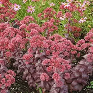 Sedum Seeds Showy Stonecrop Perennial Flowers 50Pcs - Deer Resistant, Drought Tolerant, Attracts Pollinators