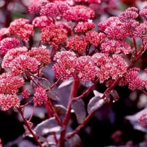 Sedum Seeds Showy Stonecrop Perennial Flowers 50Pcs - Deer Resistant, Drought Tolerant, Attracts Pollinators