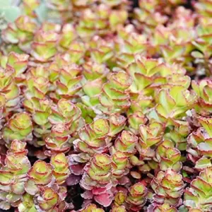 Sedum Spurium 'Dragon's Blood' Seeds, 50 Pcs, Red Green Evergreen Perennial, Drought Tolerant Ground Cover