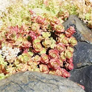 Sedum Spurium 'Dragon's Blood' Seeds, 50 Pcs, Red Green Evergreen Perennial, Drought Tolerant Ground Cover