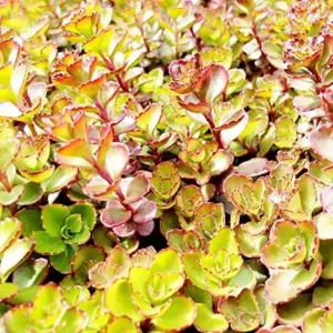 Sedum Spurium 'Dragon's Blood' Seeds, 50 Pcs, Red Green Evergreen Perennial, Drought Tolerant Ground Cover