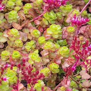 Sedum Spurium 'Dragon's Blood' Seeds, 50 Pcs, Red Green Evergreen Perennial, Drought Tolerant Ground Cover