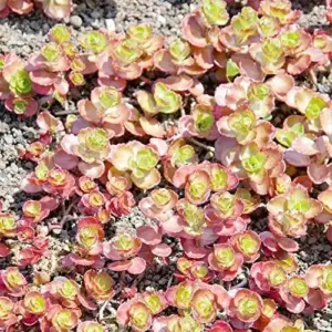 Sedum Spurium 'Dragon's Blood' Seeds, 50 Pcs, Red Green Evergreen Perennial, Drought Tolerant Ground Cover