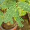 Sensitive Plant Seeds 100Pcs Pink Flower Seeds Perennial Low Maintenance Drought Tolerant Indoor Ground Cover Attracts Butterflies