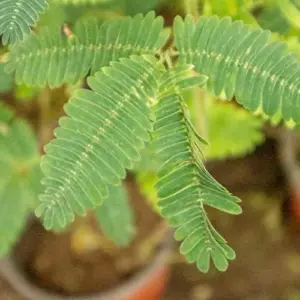 Sensitive Plant Seeds 100Pcs Pink Flower Seeds Perennial Low Maintenance Drought Tolerant Indoor Ground Cover Attracts Butterflies