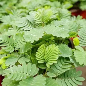 Sensitive Plant Seeds 100Pcs Pink Flower Seeds Perennial Low Maintenance Drought Tolerant Indoor Ground Cover Attracts Butterflies