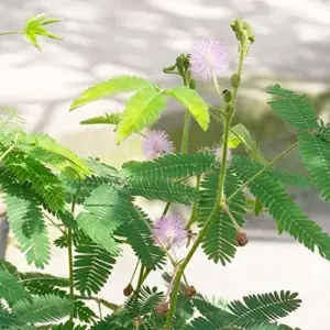 Sensitive Plant Seeds 100Pcs Pink Flower Seeds Perennial Low Maintenance Drought Tolerant Indoor Ground Cover Attracts Butterflies