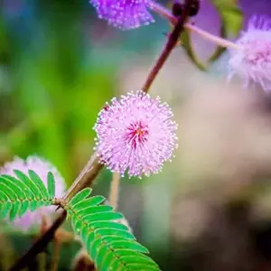 Sensitive Plant Seeds 100Pcs Pink Flower Seeds Perennial Low Maintenance Drought Tolerant Indoor Ground Cover Attracts Butterflies