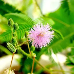 Sensitive Plant Seeds 100Pcs Pink Flower Seeds Perennial Low Maintenance Drought Tolerant Indoor Ground Cover Attracts Butterflies