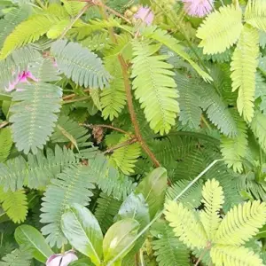 Sensitive Plant Seeds 100Pcs Pink Flower Seeds Perennial Low Maintenance Drought Tolerant Indoor Ground Cover Attracts Butterflies