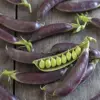 Snap Pea Seeds Sweet Tender Pods Cool Season Vegetable 100 Pcs Purple