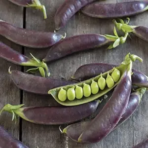 Snap Pea Seeds Sweet Tender Pods Cool Season Vegetable 100 Pcs Purple
