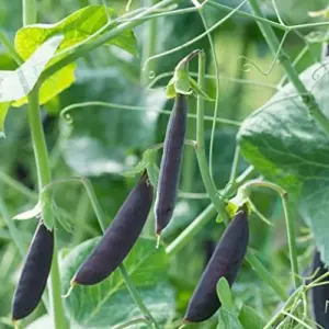 Snap Pea Seeds Sweet Tender Pods Cool Season Vegetable 100 Pcs Purple