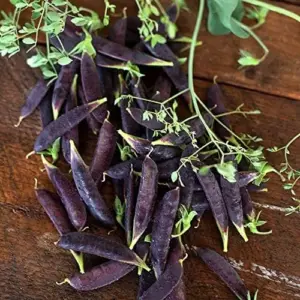 Snap Pea Seeds Sweet Tender Pods Cool Season Vegetable 100 Pcs Purple