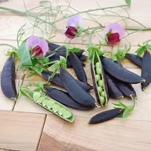 Snap Pea Seeds Sweet Tender Pods Cool Season Vegetable 100 Pcs Purple